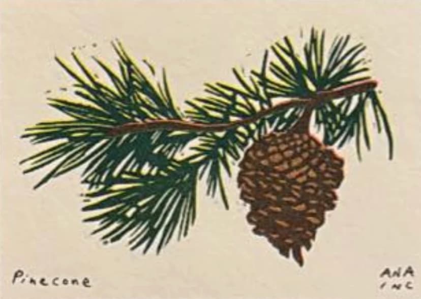 Pinecone