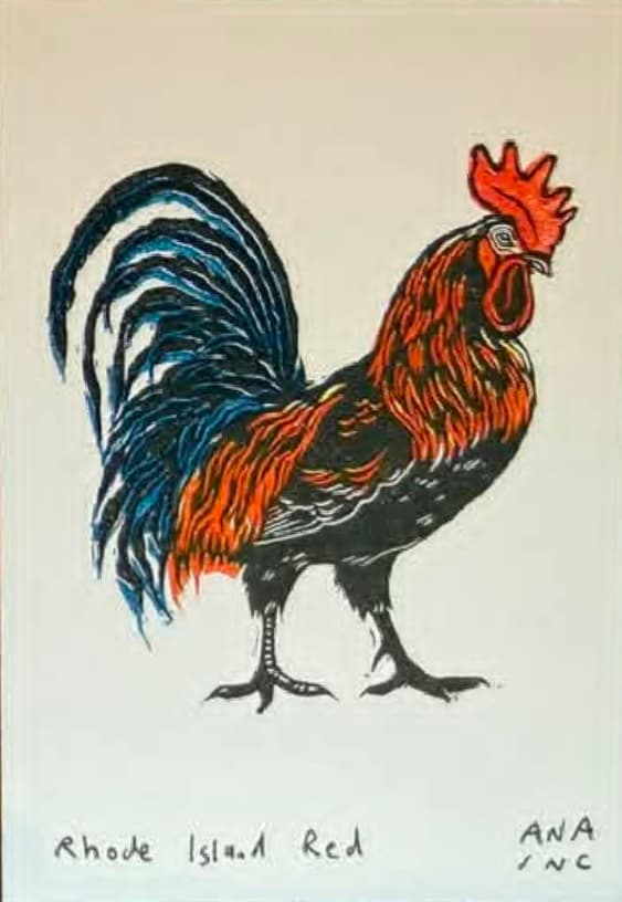 Rhode Island Red