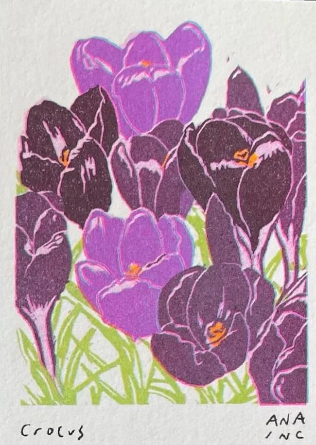 Crocus