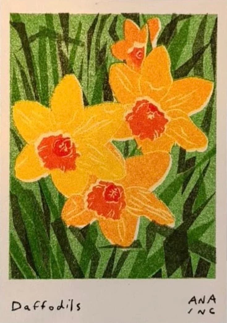 Daffodils