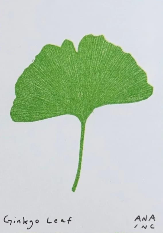 Ginkgo Leaf
