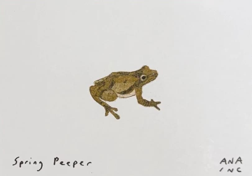 Spring Peeper