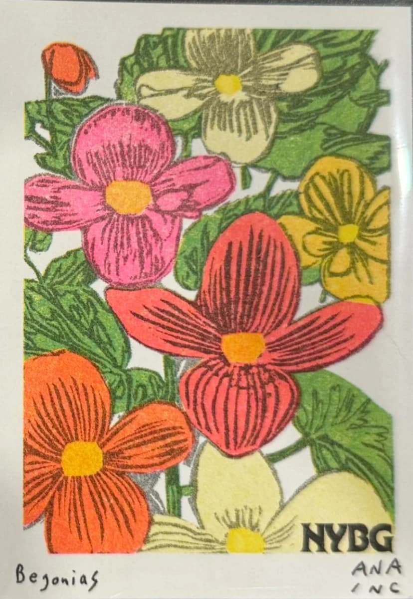 Begonias