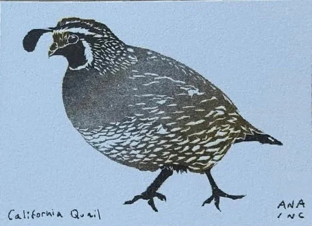California Quail