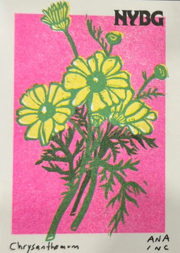 Chrysanthemum