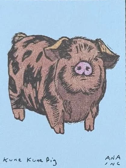 Kune Kune Pig