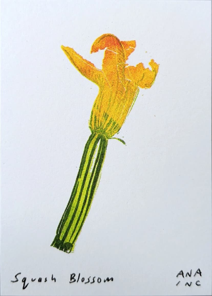 Squash Blossom