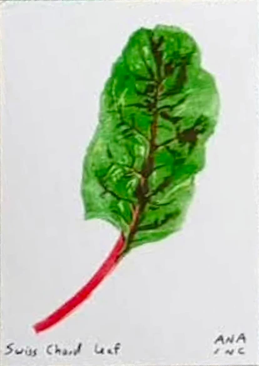 Swiss Chard Leaf