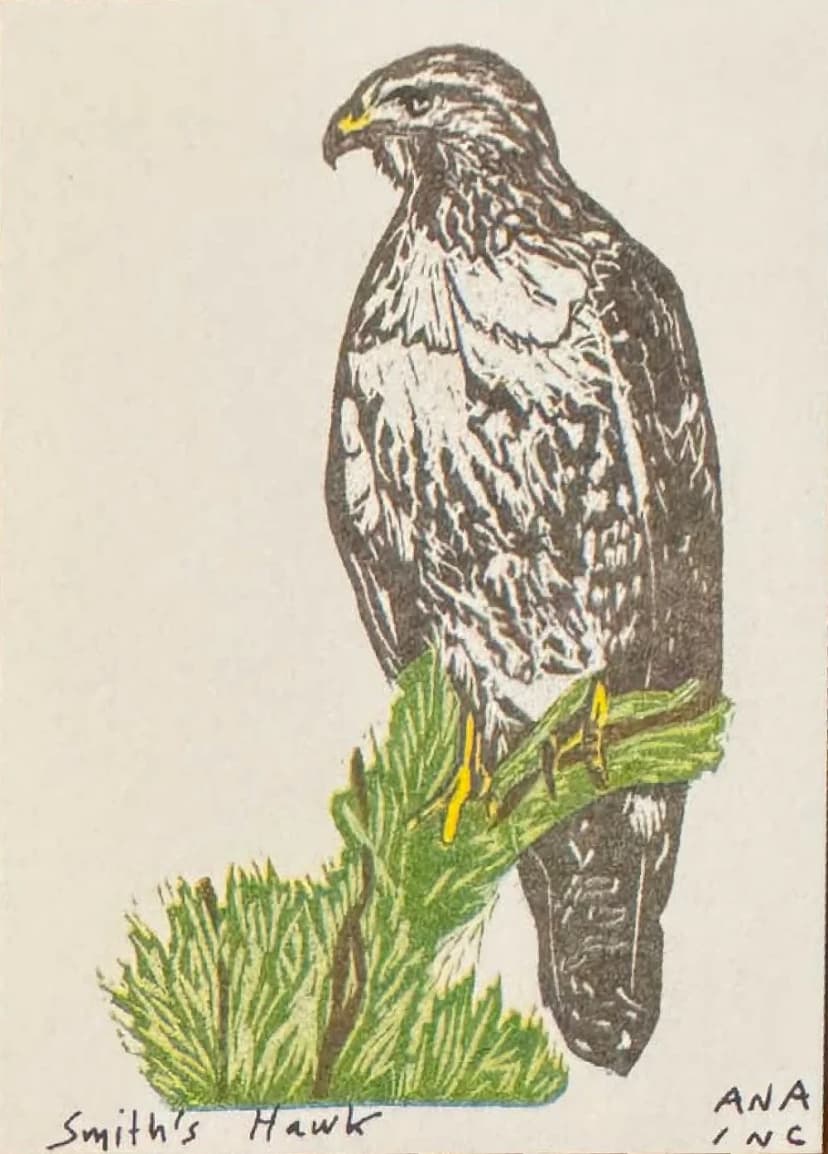 Smith's Hawk