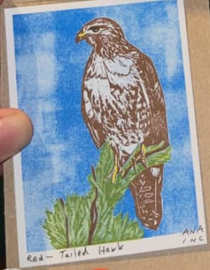 Red-Tailed Hawk