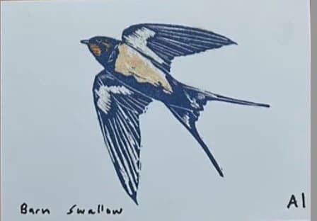 Barn Swallow