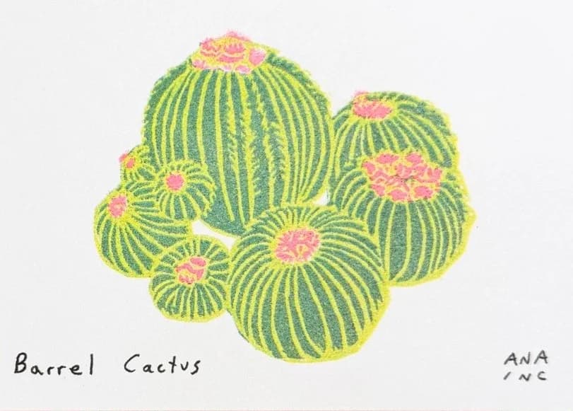 Barrel Cactus