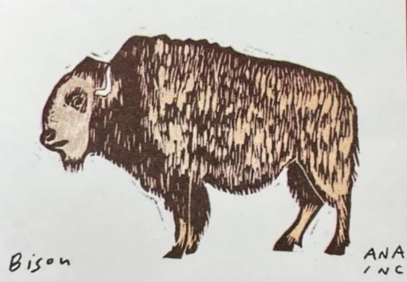 Bison