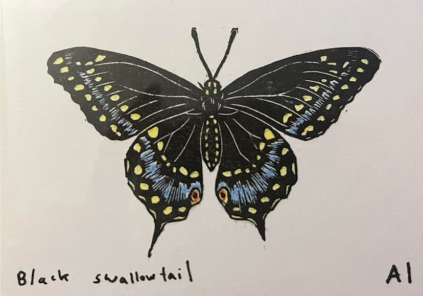 Black Swallowtail