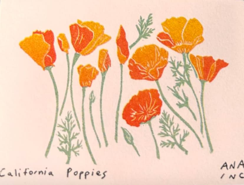 California Poppies