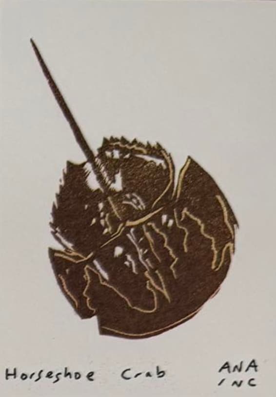 Horseshoe Crab