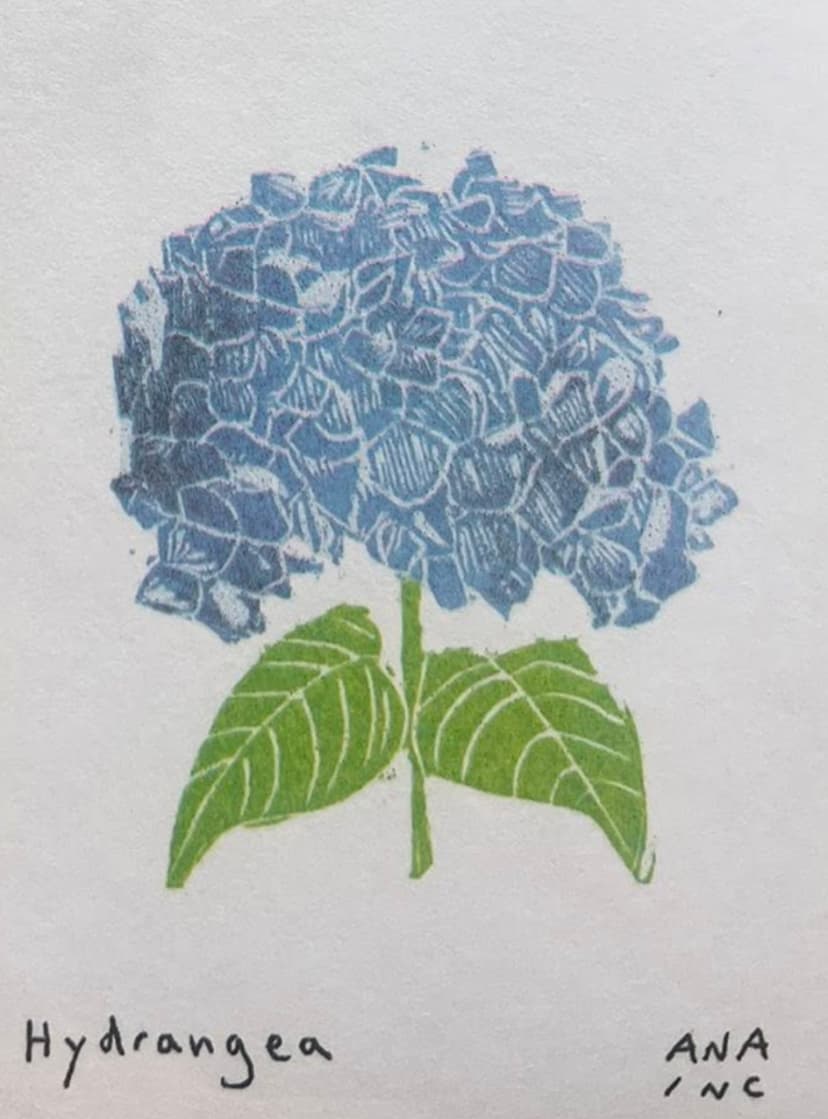 Hydrangea