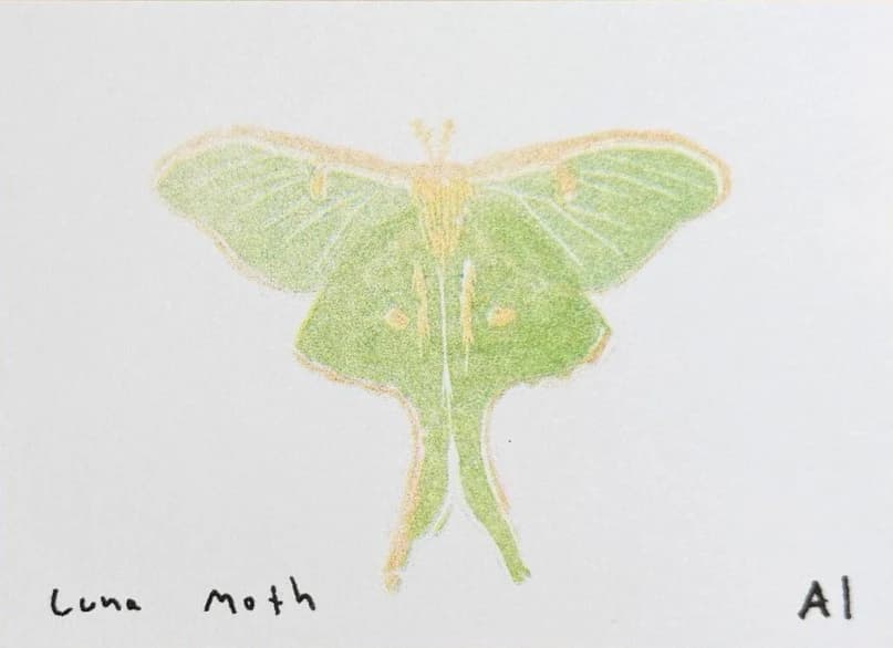 Luna Moth