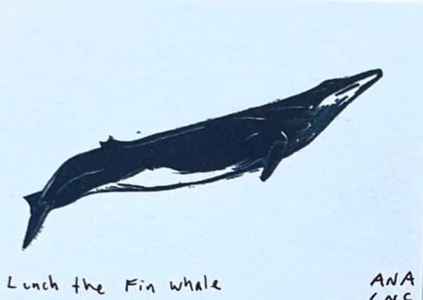 Lunch the Fin Whale