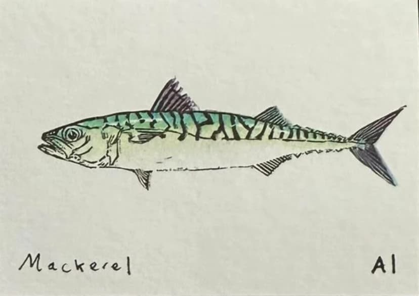 Mackerel