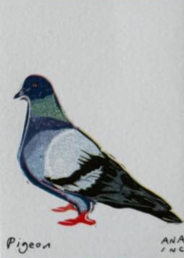 Pigeon