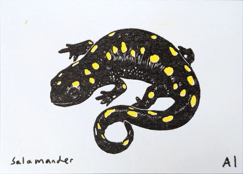 Salamander