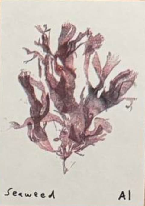 Seaweed