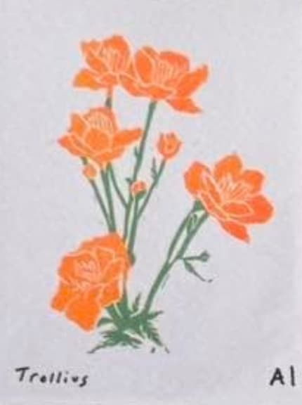 Trollius