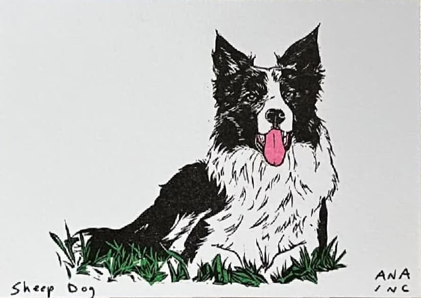 Sheep Dog
