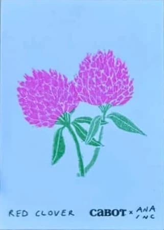Red Clover