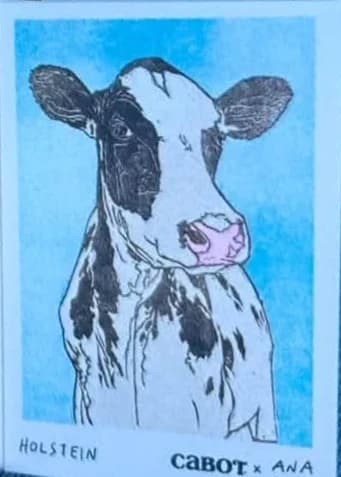 Holstein